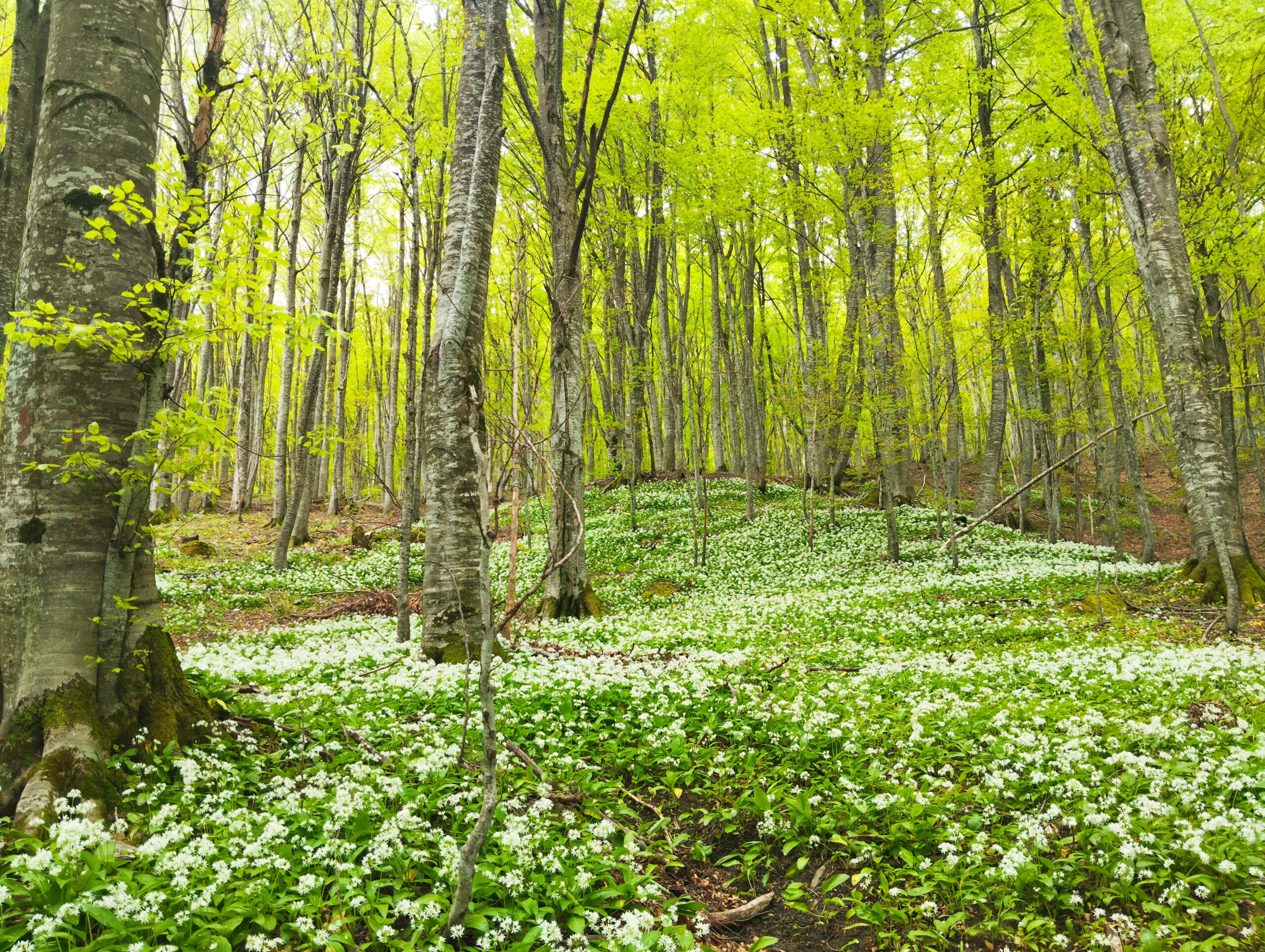 Foresta