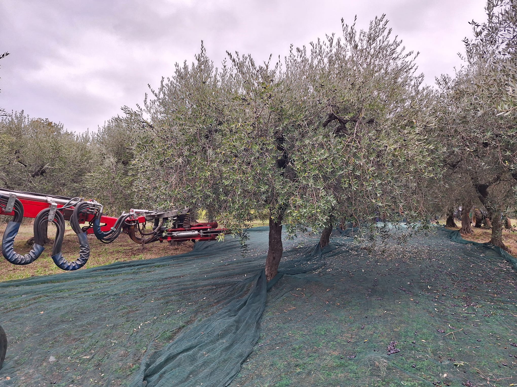 TEMPO DI RACCOLTA OLIVE IN ABRUZZO