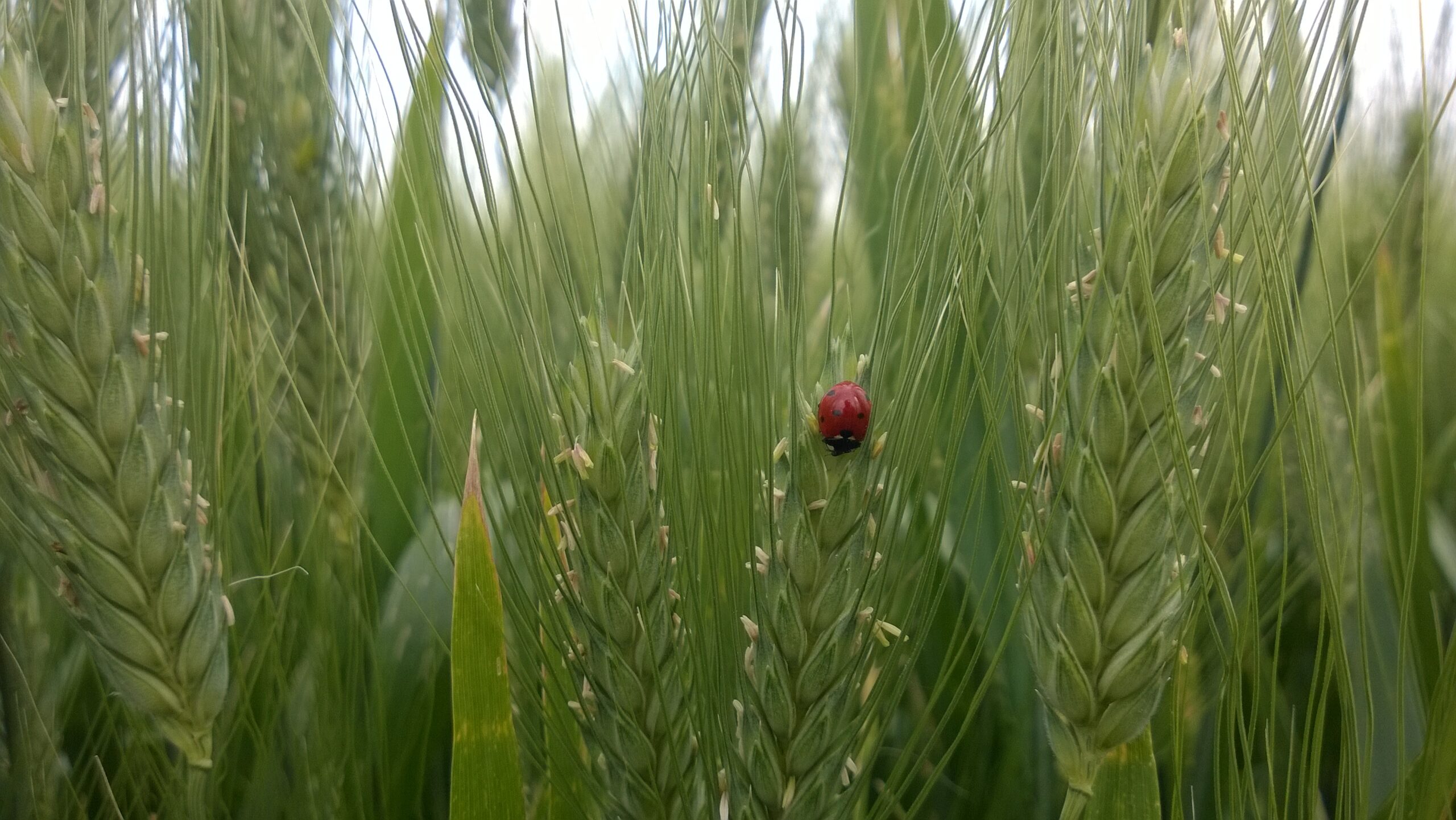 Grano